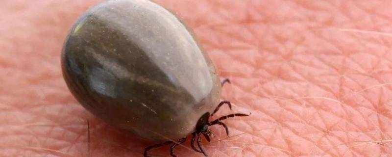 室内怎么杀死蜱虫 家里杀死蜱虫最彻底的方法