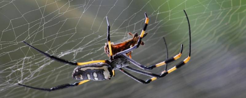 蜘蛛后面圆球都是丝吗（蜘蛛后面的圆球是什么）