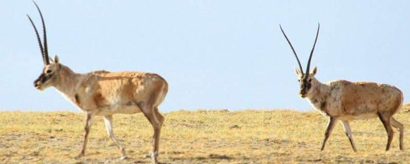 藏羚羊是几级保护动物 藏羚羊是几级保护动物?