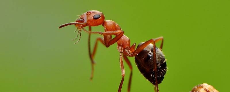 蚂蚁会摔死吗（蚂蚁摔得死吗?）