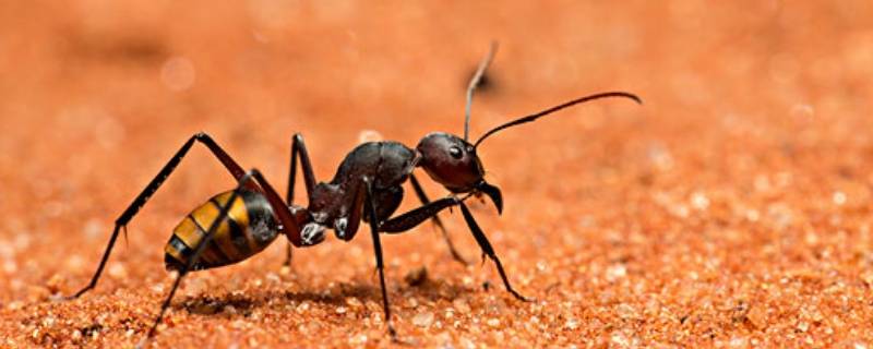 一只健全的蚂蚁有几只脚（蚂蚁蚂蚁有几只脚）