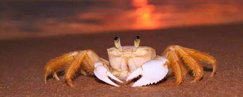 螃蟹买公蟹还是母蟹（螃蟹买公蟹还是母蟹怎么区分）
