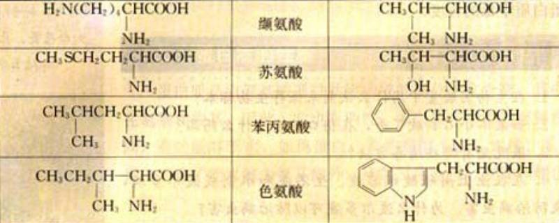 非必需氨基酸有几种（人体非必需氨基酸有几种）