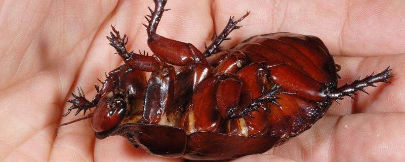 黑色蟑螂和棕色蟑螂的区别 黑色蟑螂和褐色蟑螂的区别