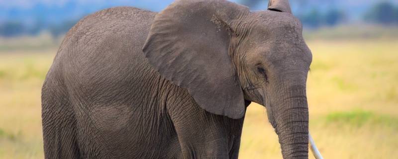 大象有趣的特点有哪些（大象最有趣的方面）
