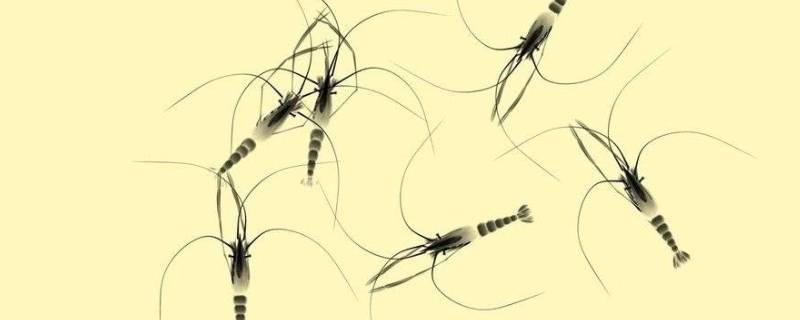 抓河虾用什么工具 抓河虾用什么工具和饵料