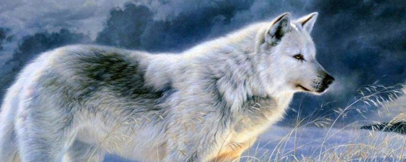 狼的特性与特征 狼的特性与特征英文