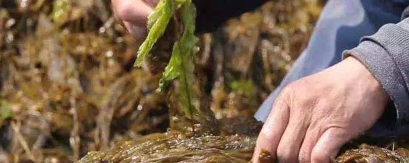 大连海麻线是什么菜（大连的海麻线是啥）