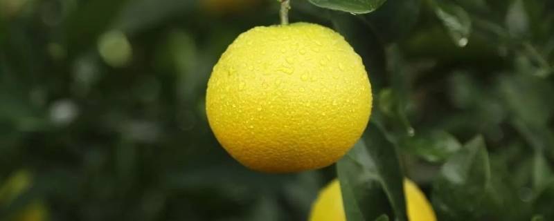 褚橙是什么橙子 褚橙是什么东西