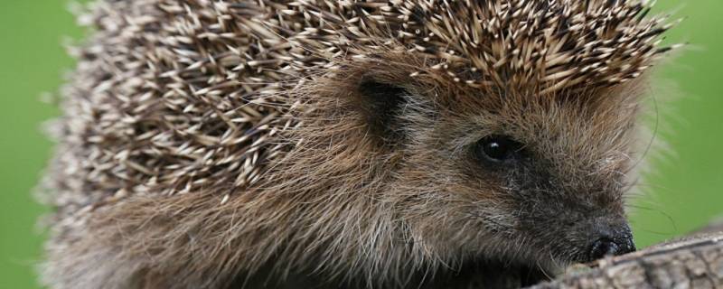 刺猬冬眠是什么状态（刺猬冬眠是什么样子）