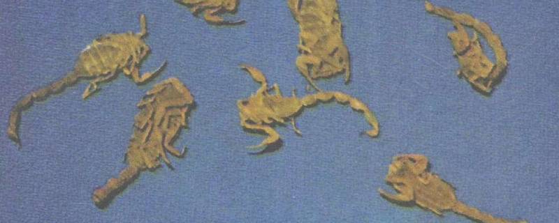 附肢是什么（附肢是什么意思）