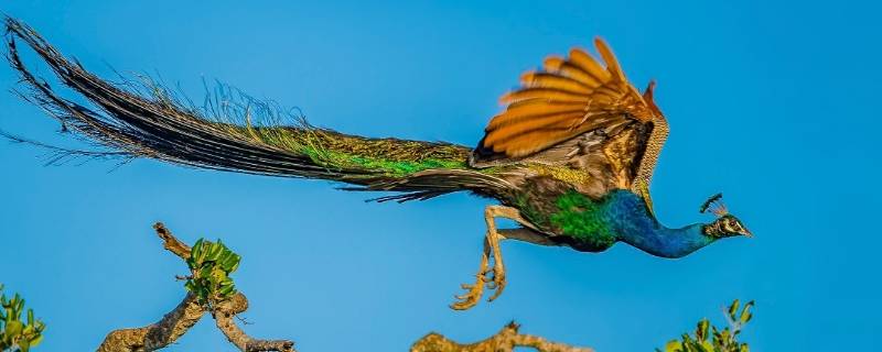绿孔雀属于什么重点保护野生动物（绿孔雀属于哪一级保护动物）