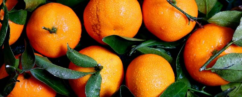 橘子公母怎么区分的 公橘子母橘子怎么区分