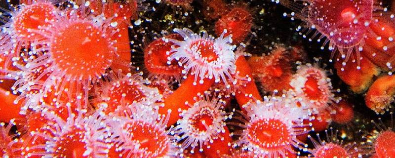 珊瑚虫是动物还是植物 珊瑚 植物还是动物