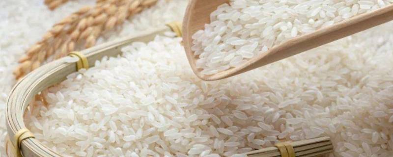 大米的含糖量为多少 大米中糖的含量