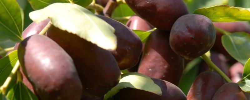 灵武长枣怎么保存（灵武长枣怎么保鲜）