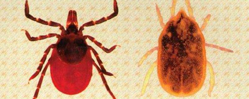 蜱虫在室内能存活多久 蜱虫在家里能活多久