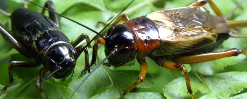 蟋蟀在室内多久死 蟋蟀多久死亡