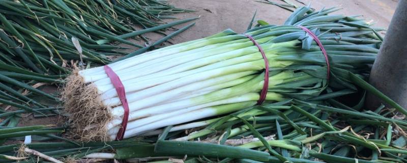 冬天买大葱为什么要晒（冬季大葱为什么要晒）