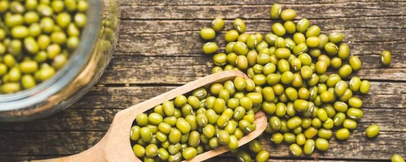绿豆中间的白色线是什么（绿豆上面白色的线叫什么）