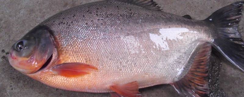 红腹鲳鱼是食人鱼吗 红腹食人鱼和白鲳的区别