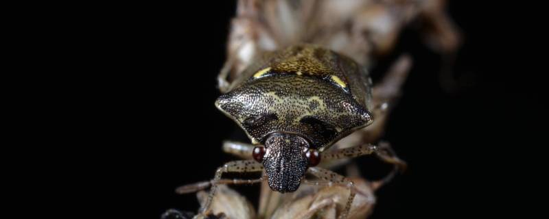 椿象咬人吗 荔枝椿象咬人吗