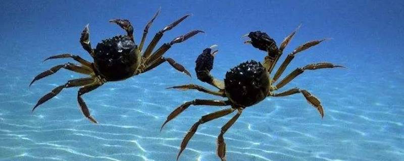 蟹钳有绒毛的是什么螃蟹 蟹钳上的绒毛是什么