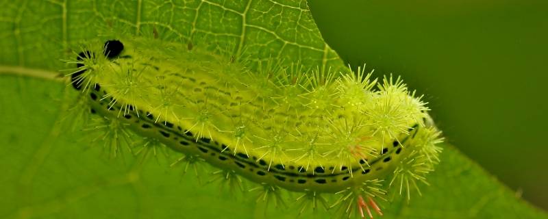 绿色毛毛虫还长刺叫什么虫（绿色毛毛虫还长刺叫什么虫会变成蝴蝶吗）