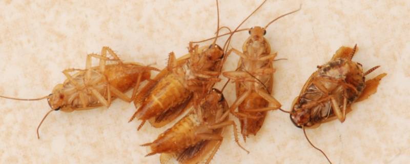 怎么才能把蟑螂彻底消灭（怎么才能将蟑螂彻底消灭）