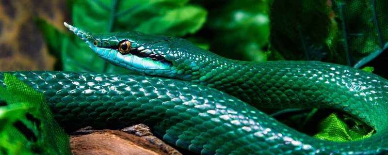 抱团取暖是什么动物 抱团取暖是什么动物生肖