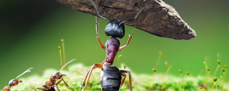 蚂蚁的特征 蚂蚁的特征图片