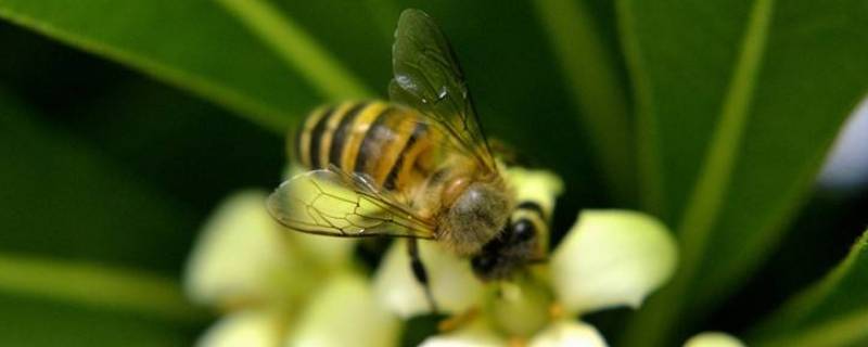 蜜蜂采桂花的花蜜吗 蜜蜂会采桂花蜜吗