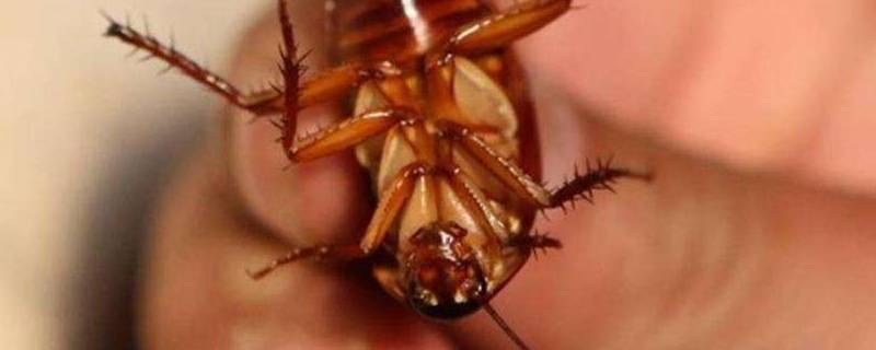 螳螂为什么不能踩死 螳螂不能打死