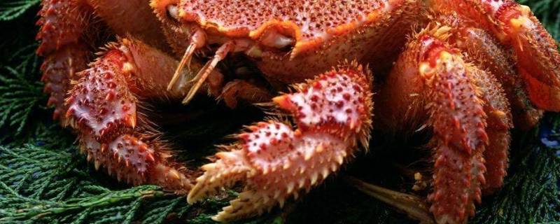 螃蟹钳上有团毛是什么螃蟹（螃蟹钳子上有毛是什么蟹）