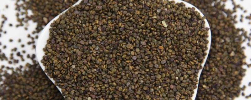 沙苑子的别名 沙苑子的别名叫什么