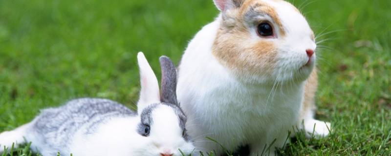 兔子是保护动物吗（兔子是保护野生动物吗）