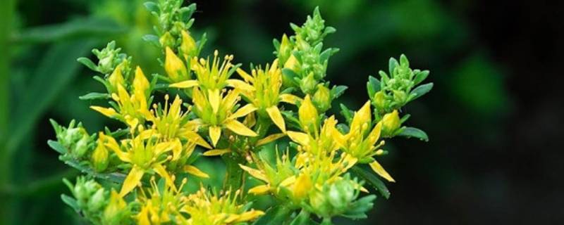 草药名字及美好寓意（草药名字及美好寓意爱情）