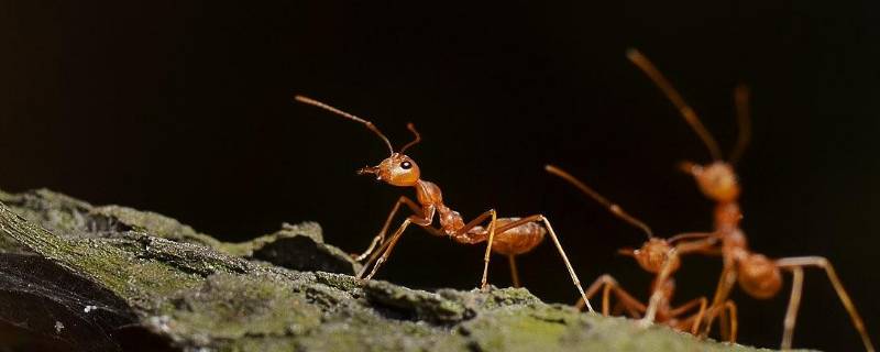 红蚂蚁怎么能除掉 怎么灭掉红蚂蚁