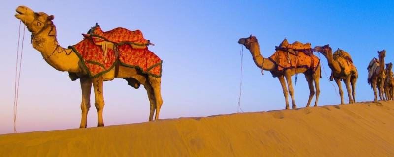 骆驼有多重 一只骆驼有多重