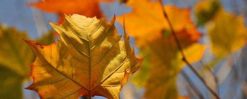 秋天为什么树叶会变黄 秋天为什么树叶会变黄落下来