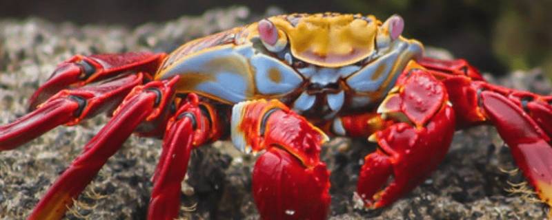 红色钳子的小螃蟹是什么 红色钳子的小螃蟹是什么品种?