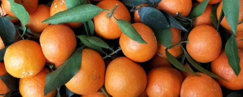 果冻橙是什么杂交的 果冻橙是橘子和橙子的杂交吗