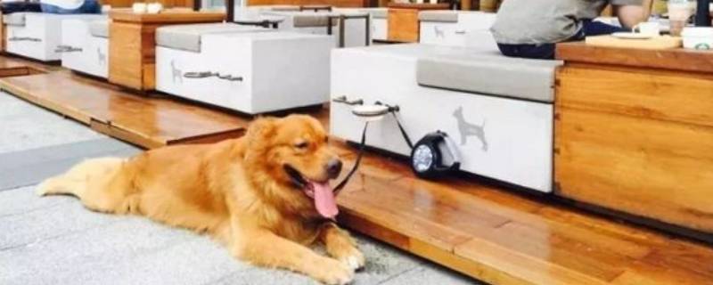 星巴克可以带宠物吗 星巴克可以带宠物猫进去吗