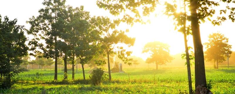 文字问候语早上好（早上好的文字问候语）