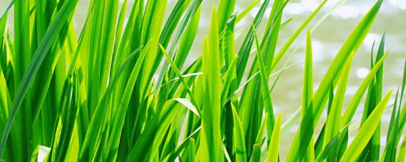 小草象征着什么（小草象征着什么意义）