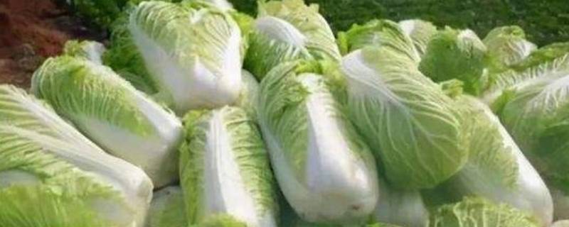 白菜要煮多久才会熟 白菜煮多长时间会熟