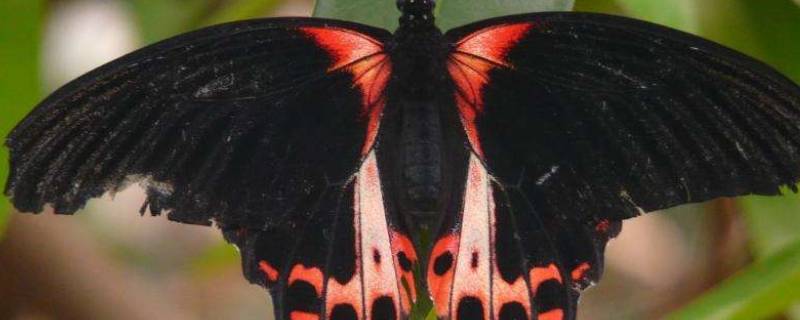 黑色凤尾蝶是几级保护动物（黑色凤尾蝶是国家保护动物吗）