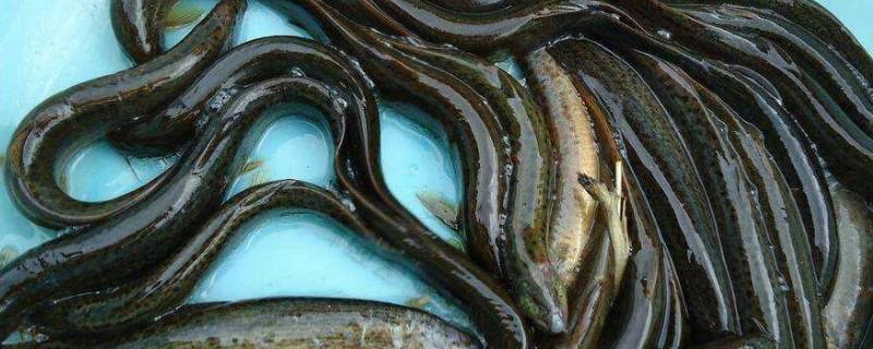 泥鳅是什么属 泥鳅是什么属于什么