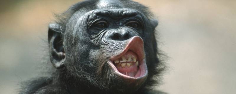 猩猩的寿命 猩猩的寿命最长能活多少年