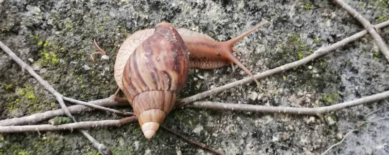 僵尸蜗牛是什么 僵尸蜗牛是什么东西